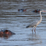 Héron cendré et Hippopotame (Sabie river)