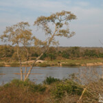 Sabie river