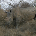 Rhinocéros blanc (Sabie river)