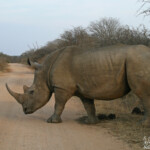 Rhinocéros blanc (Sabie river)