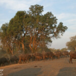 Buffle (Sabie river)
