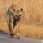 Hyène tachetée (Skukuza)