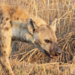 Hyène tachetée (Skukuza)