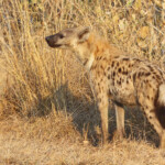 Hyène tachetée (Skukuza)