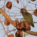 Perroquet à tête brune