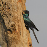 Choucador de Burchell