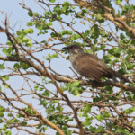Arrow marked babbler