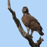 Aigle martial Svg+xml,%3Csvg%20xmlns%3D%22http%3A%2F%2Fwww.w3