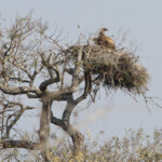 Vautour africain au nid