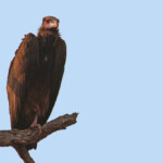 Vautour oricou Svg+xml,%3Csvg%20xmlns%3D%22http%3A%2F%2Fwww.w3