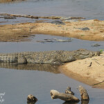 Crocodile du Nil Svg+xml,%3Csvg%20xmlns%3D%22http%3A%2F%2Fwww.w3