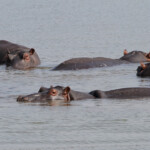Hippopotames