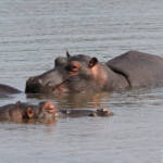 Hippopotames