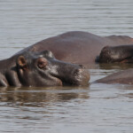 Hippopotames