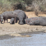 Hippopotames