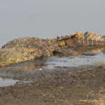 Crocodile du Nil Svg+xml,%3Csvg%20xmlns%3D%22http%3A%2F%2Fwww.w3