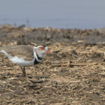 Pluvier à triple collier (Afrique du Sud)