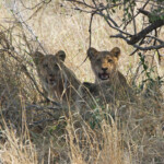 Lionceaux (Kruger, Lower Sabie)