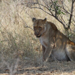 Lionne (Kruger, Lower Sabie)