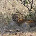 Lionne (Kruger, Lower Sabie)