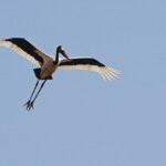 Jabiru