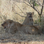 Lionne et lionceau (Kruger, Lower Sabie)