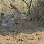 Lionne et lionceau (Kruger, Lower Sabie)