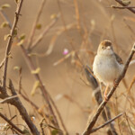 Croaking cisticola