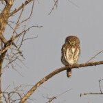 Chevêchette perlée (Kruger, Afrique du Sud)