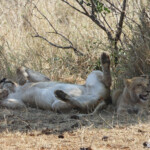 Lionne et lionceau (Kruger, Lower Sabie)