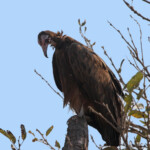 Vautour charognard Svg+xml,%3Csvg%20xmlns%3D%22http%3A%2F%2Fwww.w3
