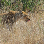 Lionne (Kruger, Lower Sabie)
