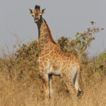 Girafon