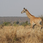 Girafon
