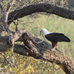 Pygargue vocifère, un poisson dans les serres