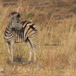 Zèbre des plaines