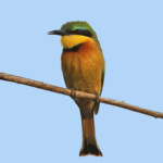 Guêpier nain