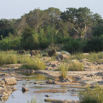 Éléphants dans le lit de la rivière sabie