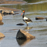 Jabiru Svg+xml,%3Csvg%20xmlns%3D%22http%3A%2F%2Fwww.w3