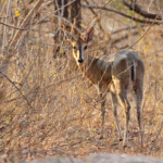 Céphalophe de Grimm