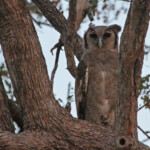 Grand-duc de Verreaux