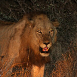 Lion immature (Kruger, Skukuza)
