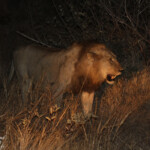 Lion immature (Kruger, Skukuza)