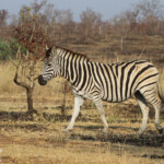 Zèbre des plaines