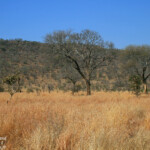 Paysage de savane au nord de Lower Sabie