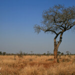 Paysage de savane