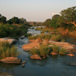 Afrique du Sud - Kruger, Rivière Sabie Août 2014