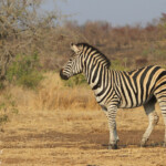 Zèbre des plaines