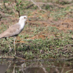 Vanneau hybride (armé x couronné)