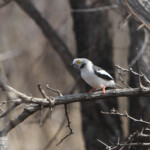 Bagadais casqué (Kruger, Afrique du Sud)